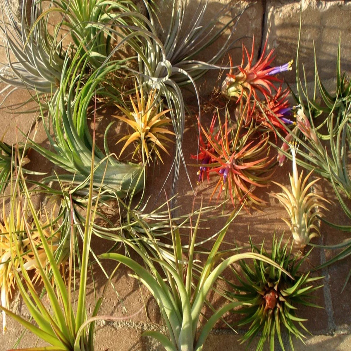 Air Plant Mix 15 Live Tillandsia Plants - Easy Care Indoor Houseplants 2-5 inches