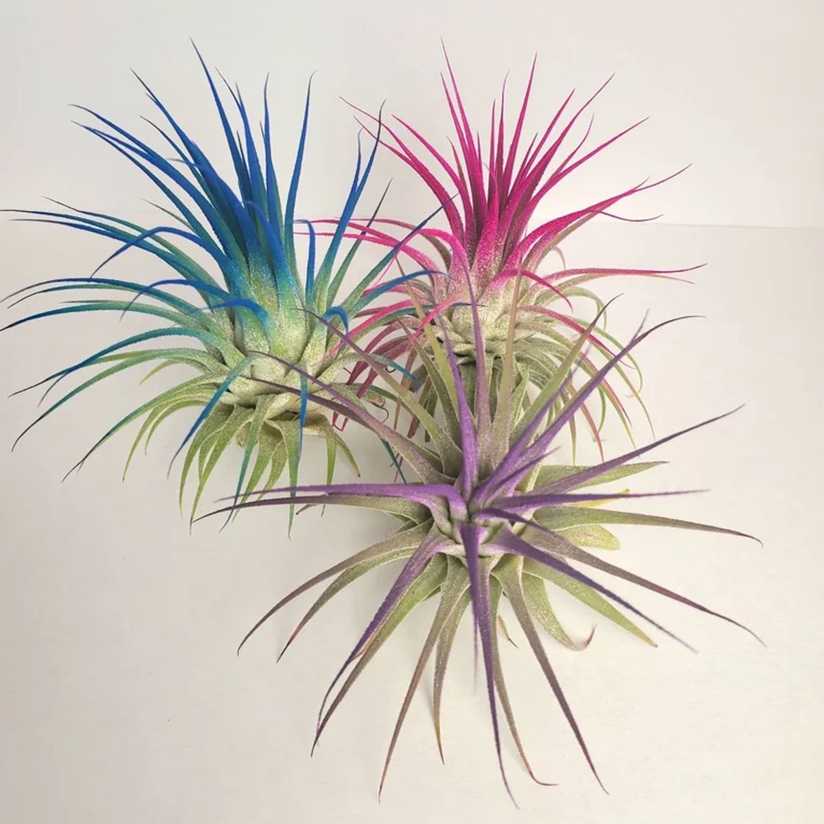 Air Plant Tillandsia Iona Live Plants - Set of 3, Indigo, Purple, Pink