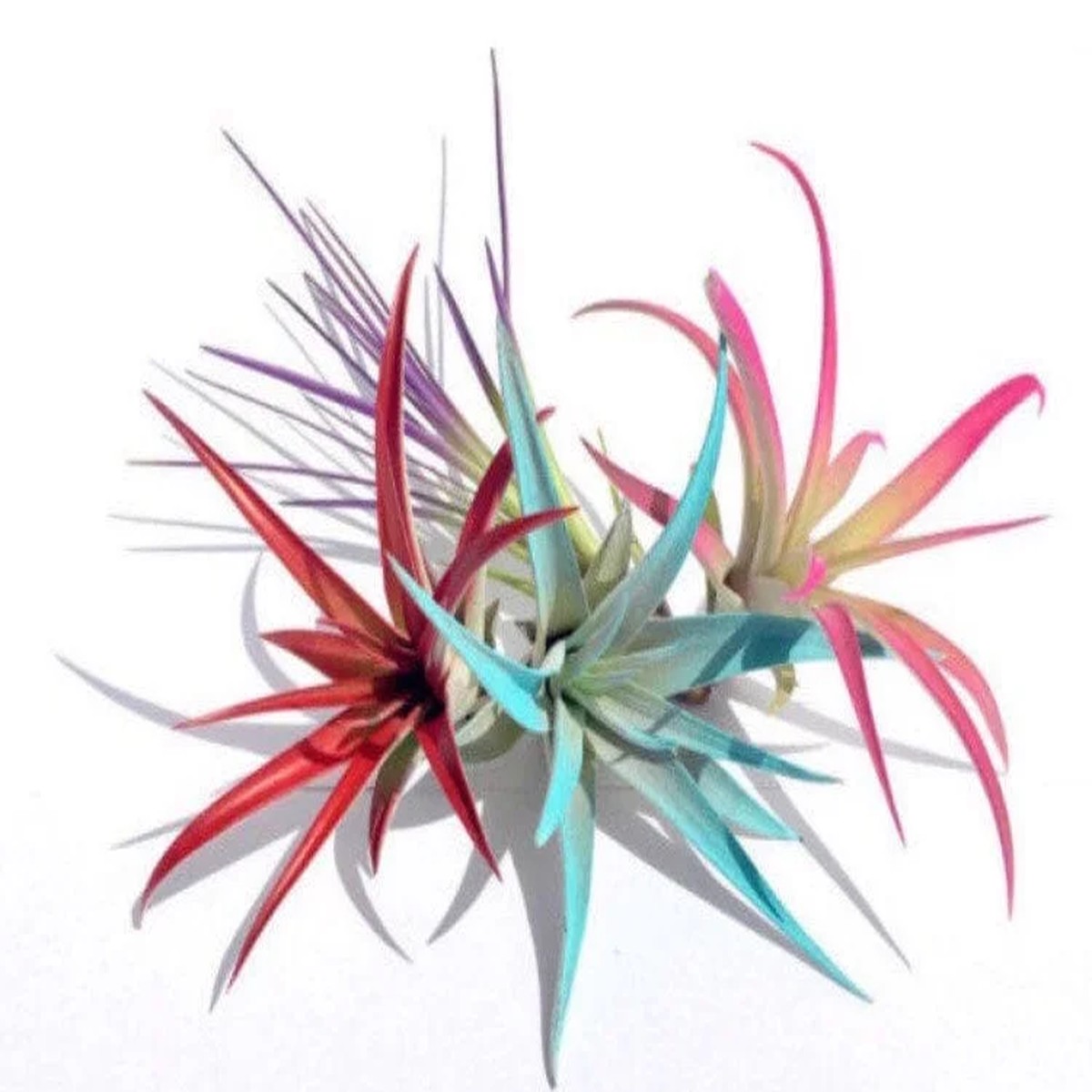 Colored Air Plant Fun Pack: 4 Tillandsia Live Plants for Terrariums, 4-8 inches