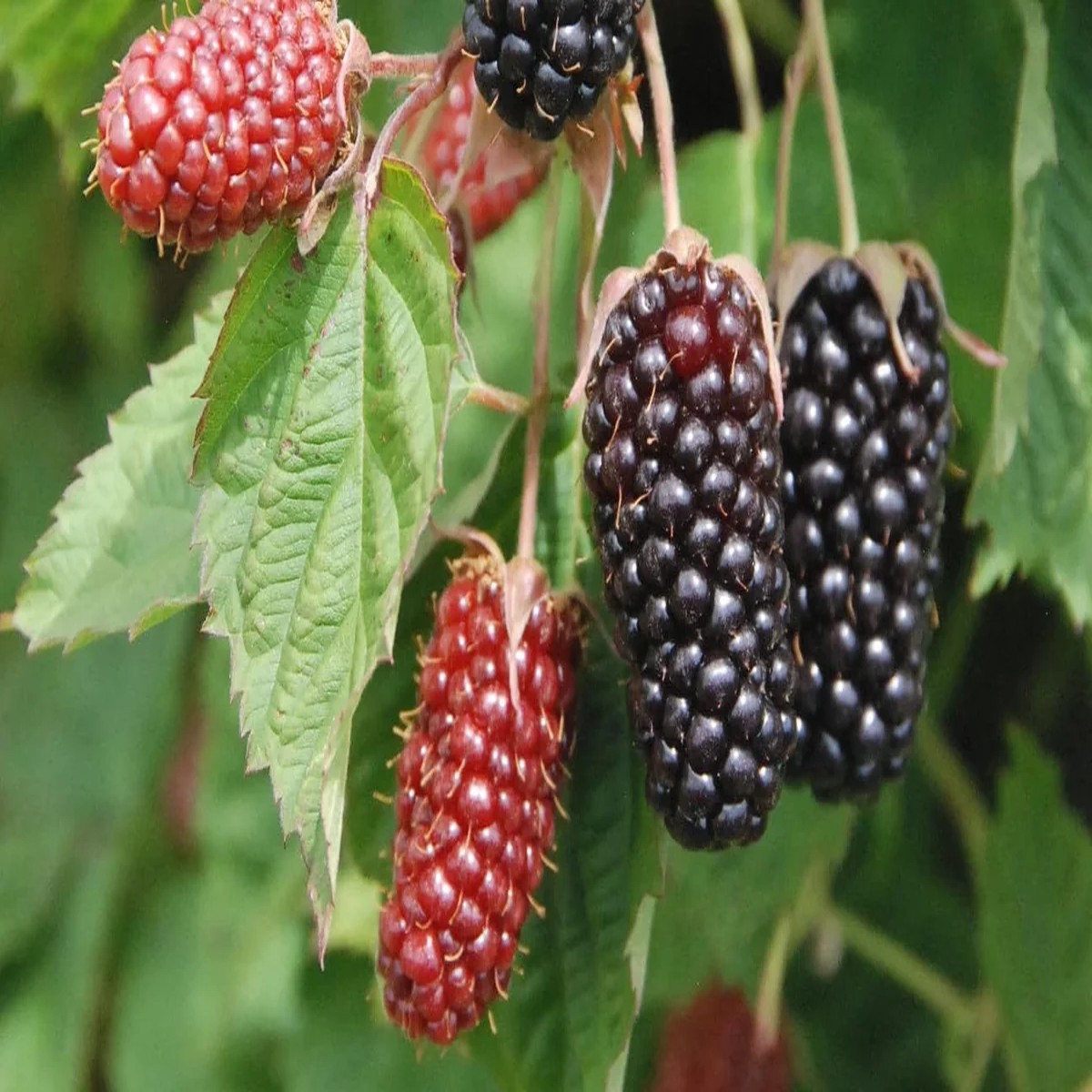 Columbia Star Blackberry Live Plant - Thornless Rubus Starter Plug - USDA Zones 5-8