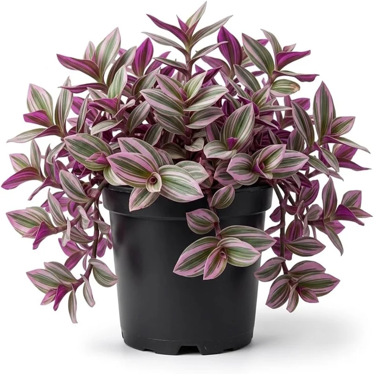 Pink Wandering Jew Live Plant (Tradescantia Nanouk) - 4-inch Pot - Vibrant Variegated Indoor/Outdoor Ground Cover