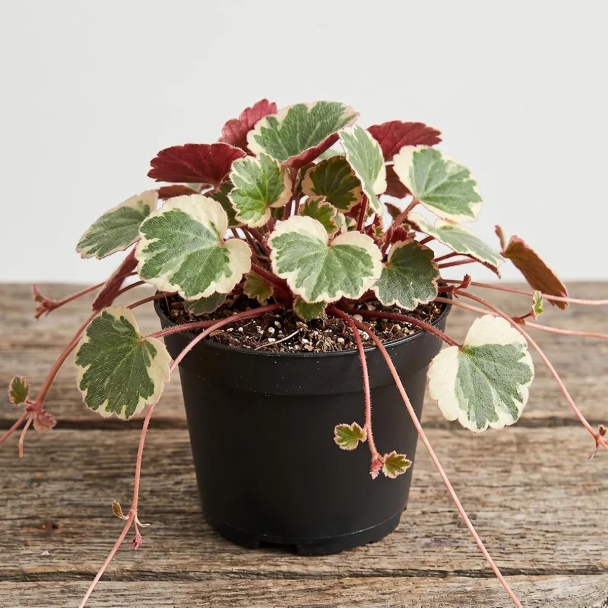 Strawberry Begonia Live Plant Variegated Tricolor 4 inch Pot Houseplant