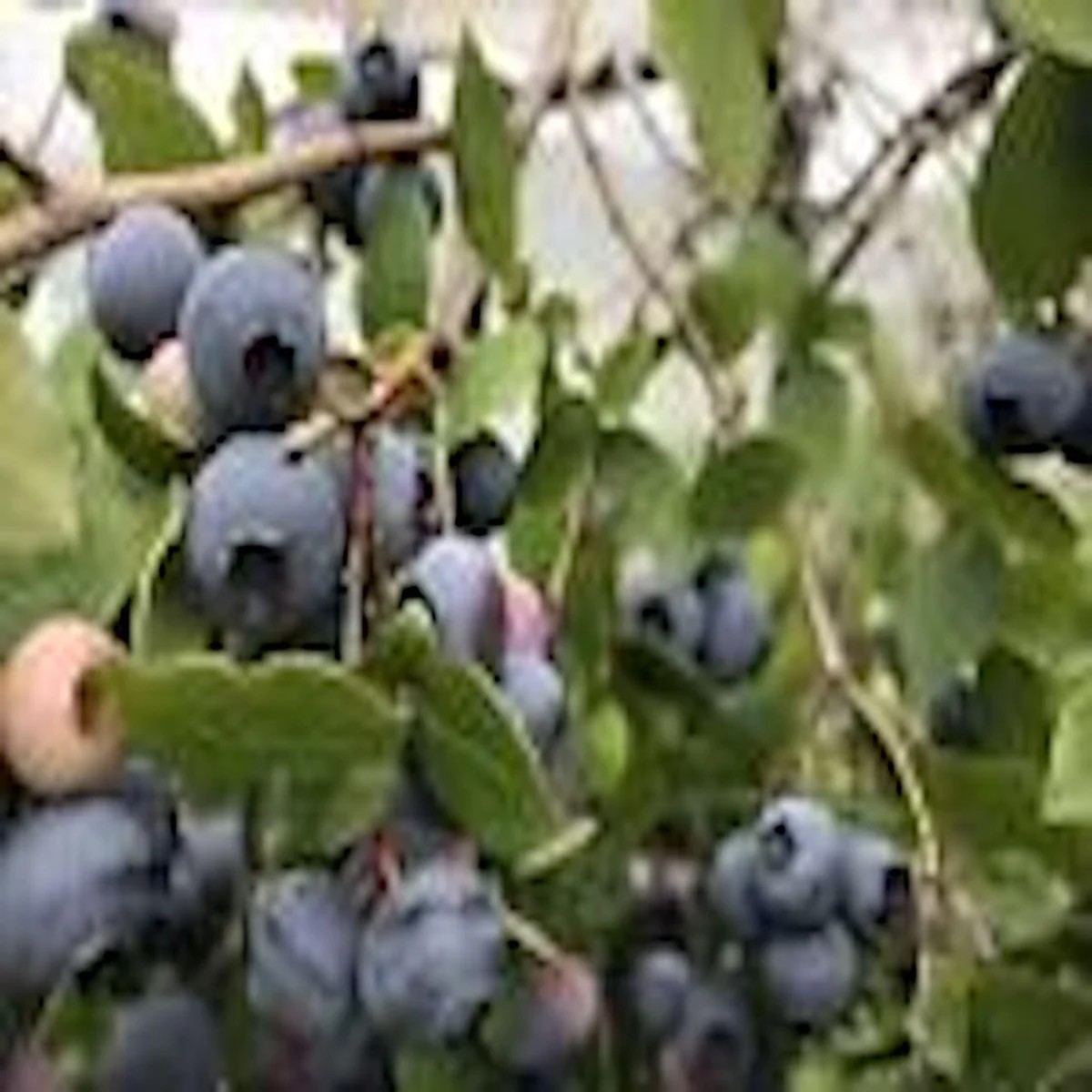 Top Hat Dwarf Blueberry Live Plant Vaccinium angustifolium Bush 4-6 Inch Starter
