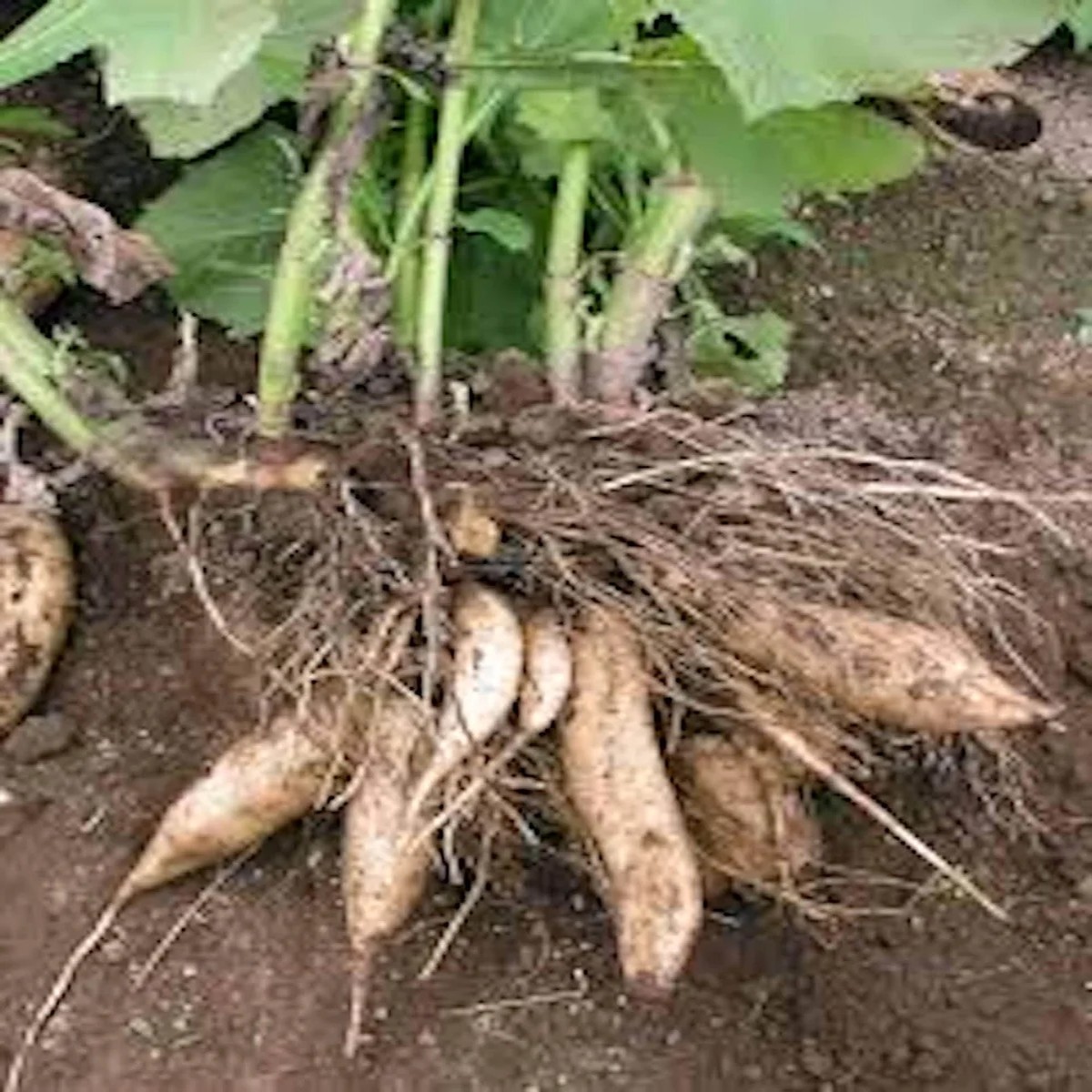 3 Yacon Root Plant Live Smallanthus sonchifolius Bolivian Sunroot Starter Plant