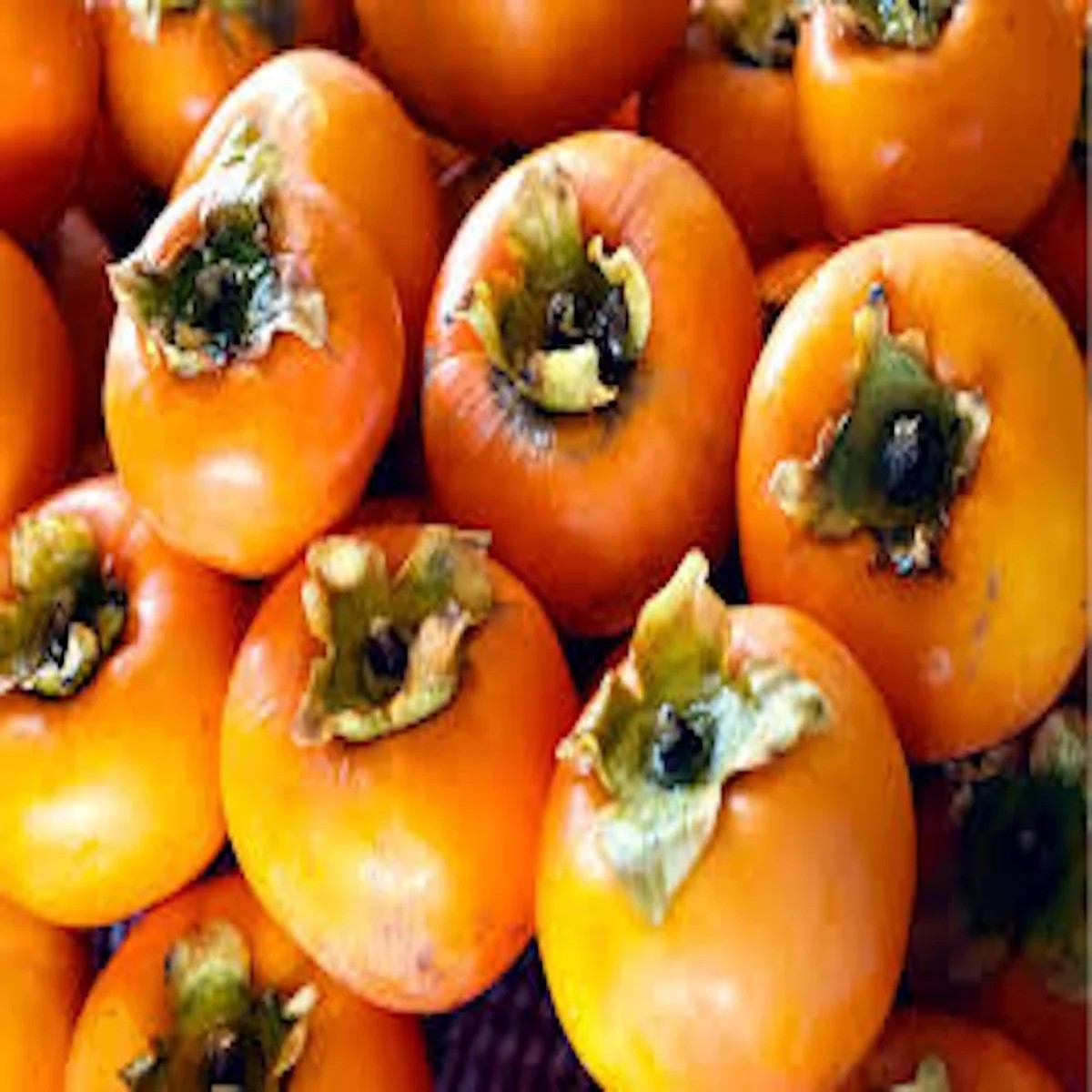 30 American Persimmon Tree Seeds - Organic Diospyros Virginiana Fruit