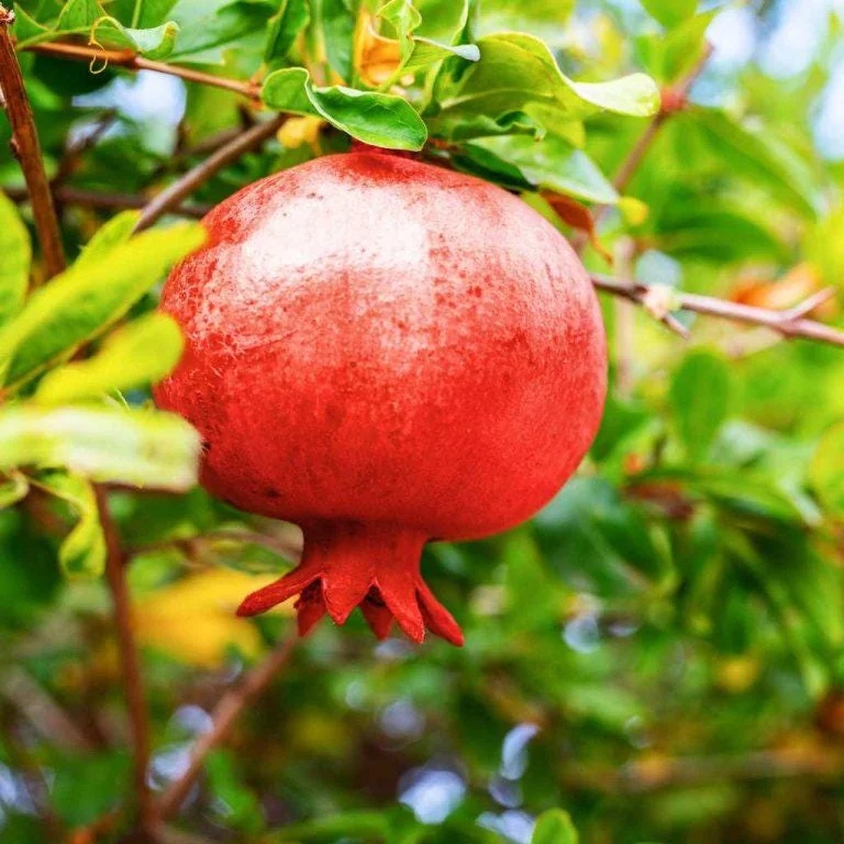 Afganski Russian Pomegranate Tree - 1 Live Starter Plant - Cold Hardy Outdoor Fruit Tree