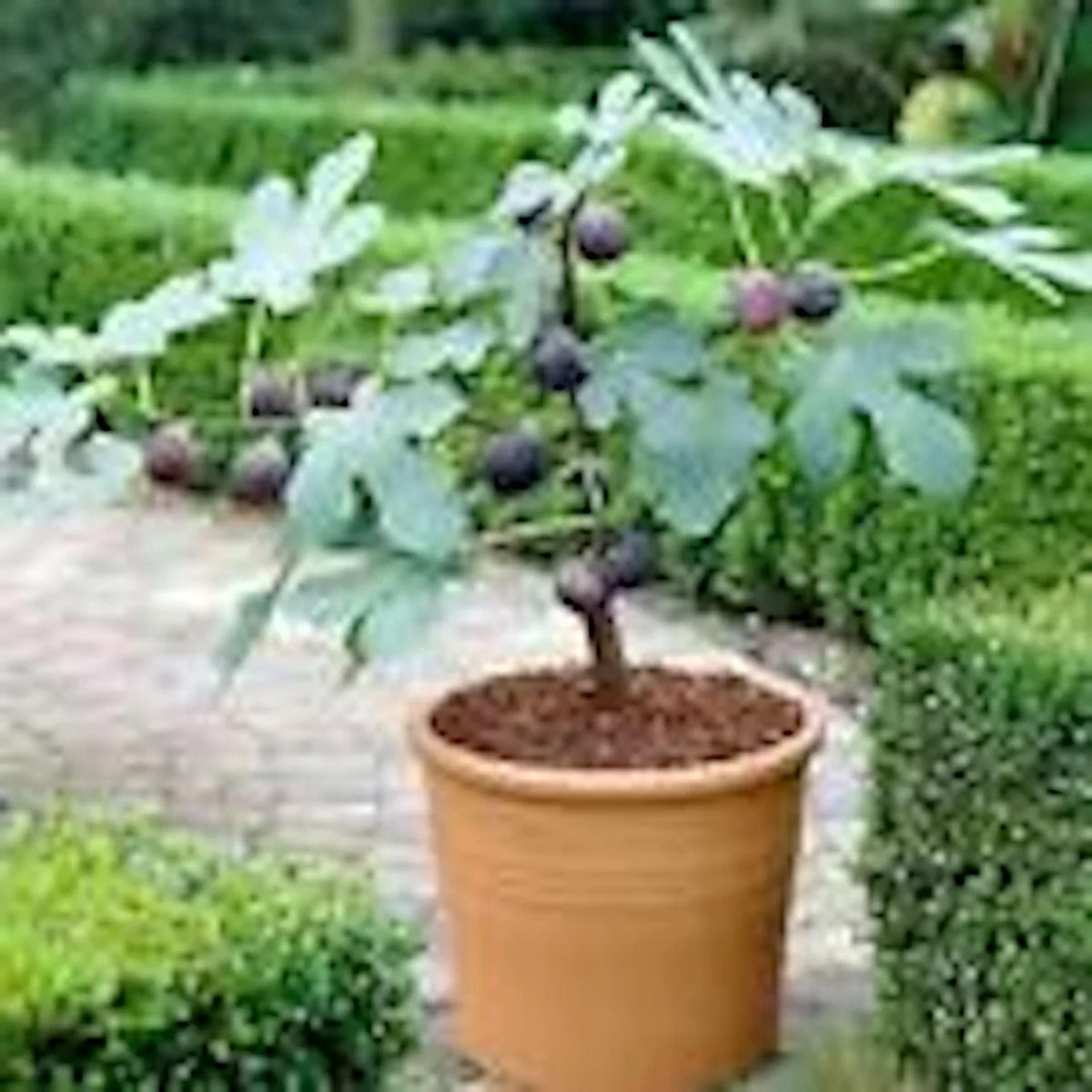 3 Dwarf Fig Tree Starter Plants - Fignomenal Variety, Self-Fertile, Perennial