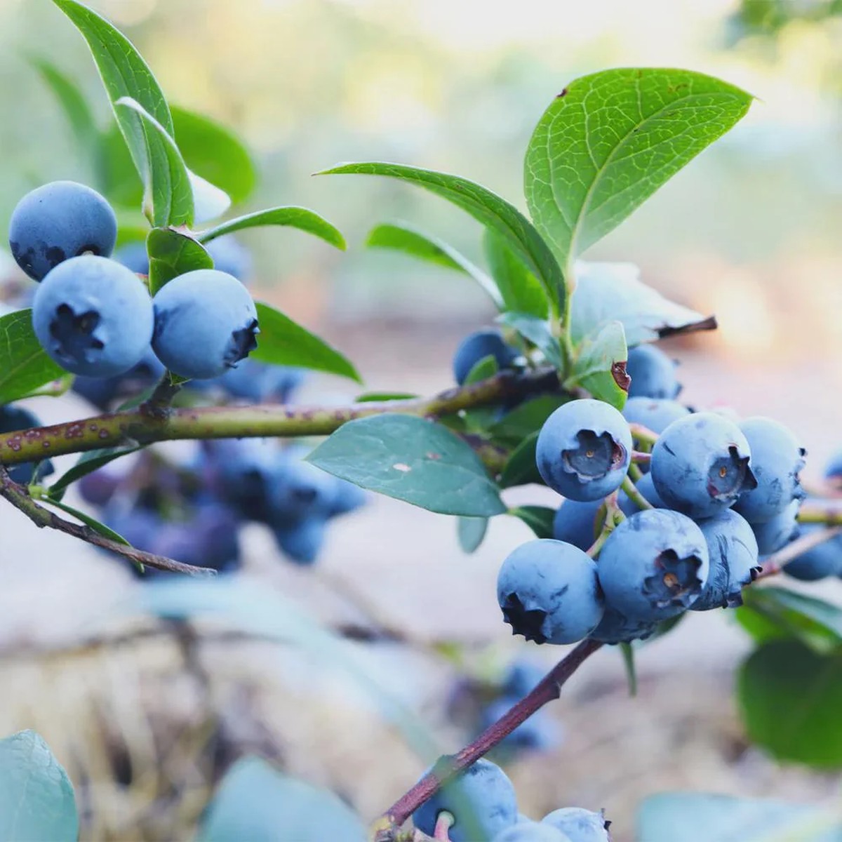 3 Sunshine Blue Blueberry Starter Plugs - Vaccinium corymbosum Live Plant