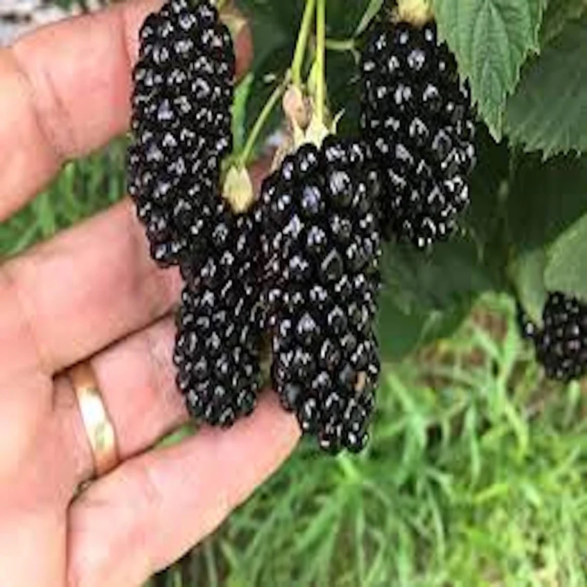 5 Thornless Blackberry Live Plants - High Yield Fruit Bush for Garden, Zones 5-9
