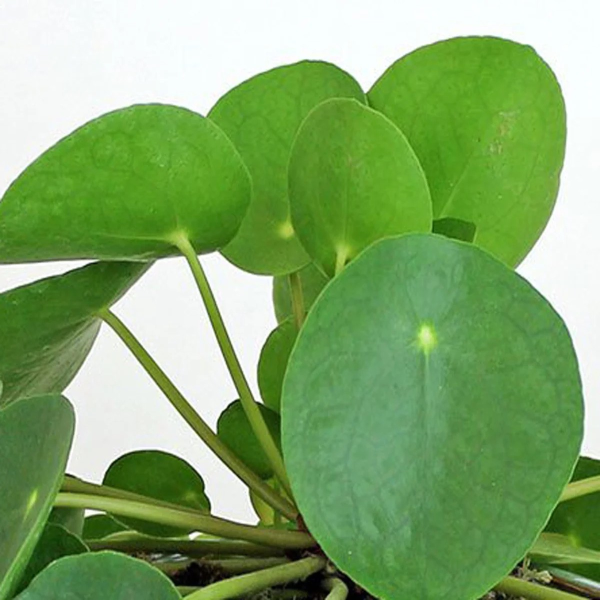 Chinese Money Plant Live Plant, Pilea Peperomioides, 5 Tall, Easy Care Indoor Houseplant