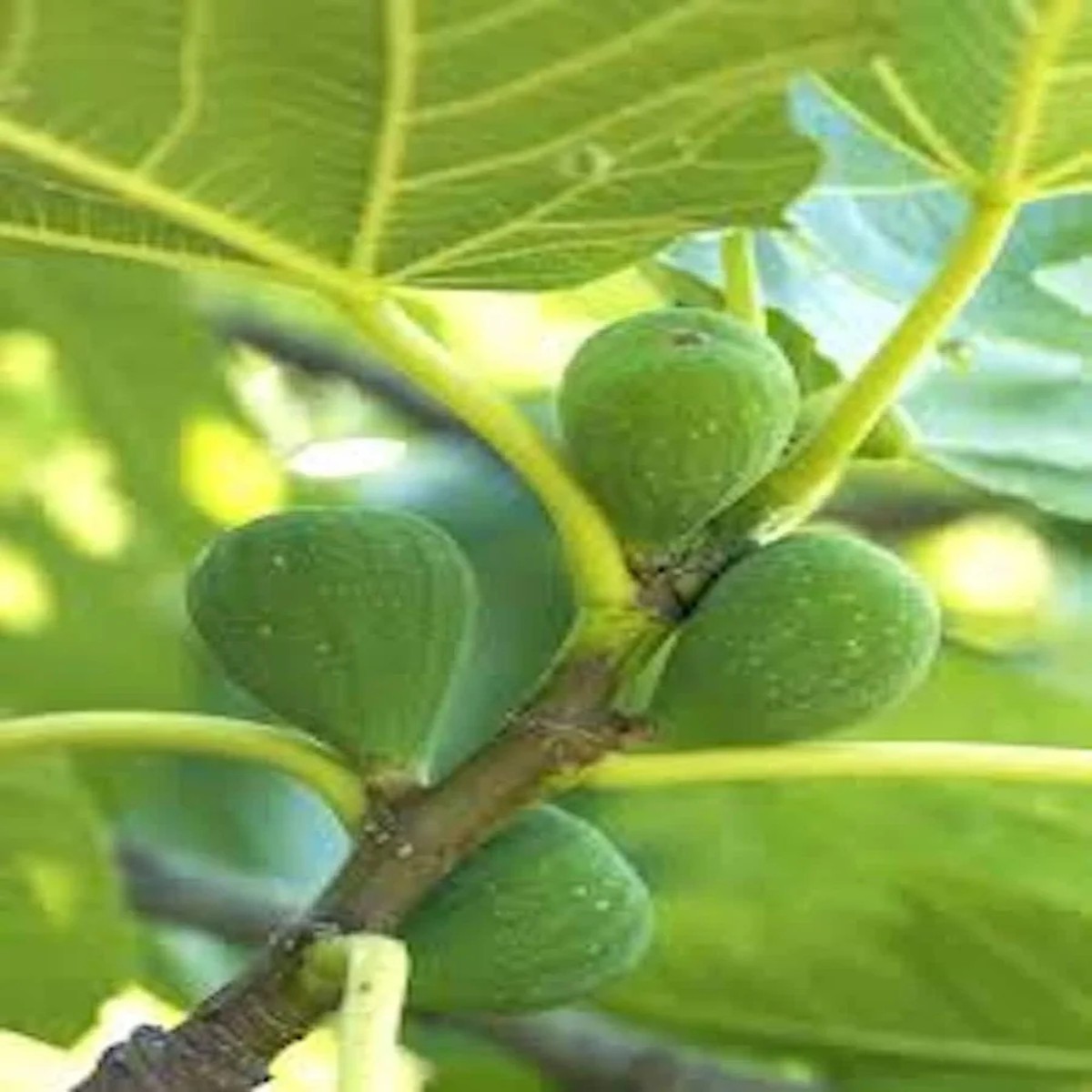 Lattarula Fig Starter Plug Live Plant - Italian Honey Ficus carica