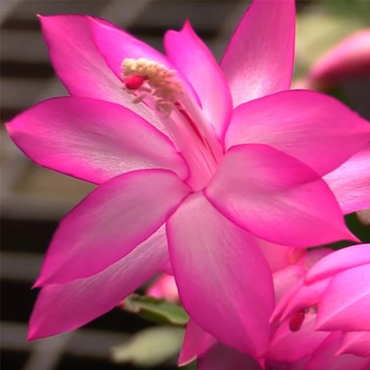 Thanksgiving Cactus Live Plant - Pink Zygocactus, 6 inch Pot