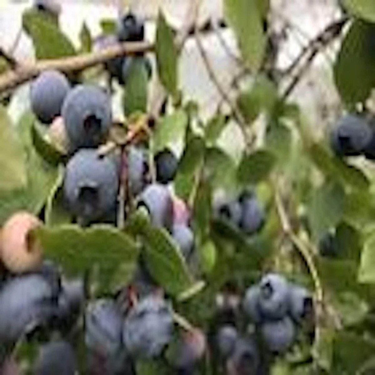 Top Hat Dwarf Blueberry live plant 4-6 inch Starter Fruit Bush, Perennial