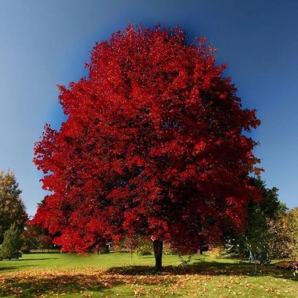 Brandywine Red Maple Tree Live Plant - 2.5 inch Pot - Stunning Fall Color
