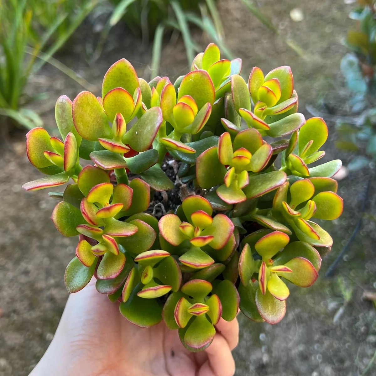Crassula Ovata Jade Plant - Live Succulent Houseplant in 4 Pot