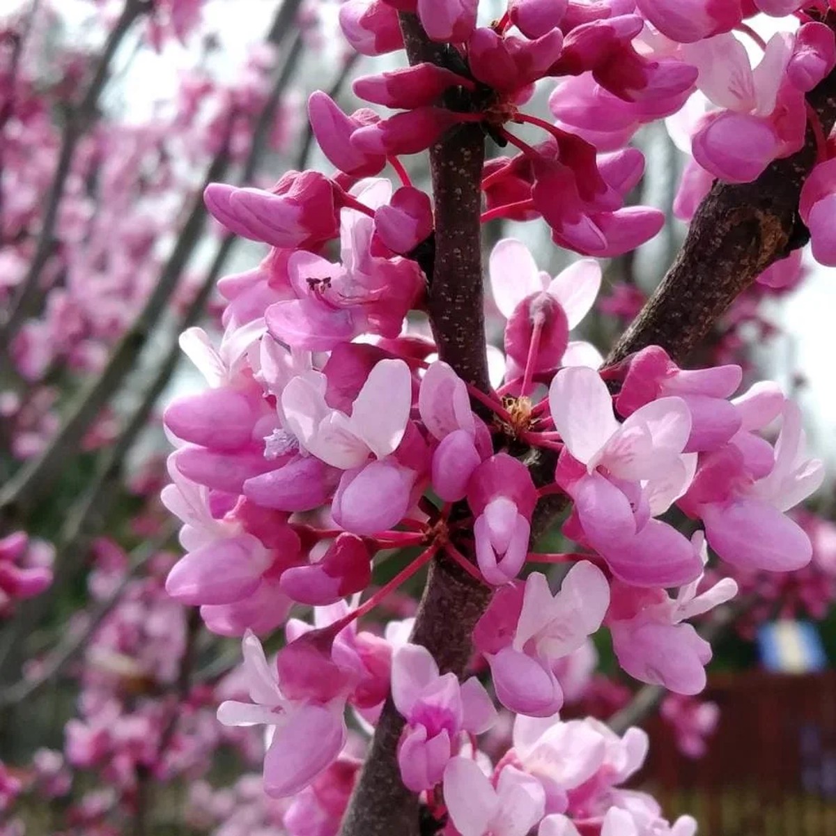 Eastern Redbud Live Plant - 6-12 Tall, 1 Quart Pot, Pink Blooming Ornamental Tree