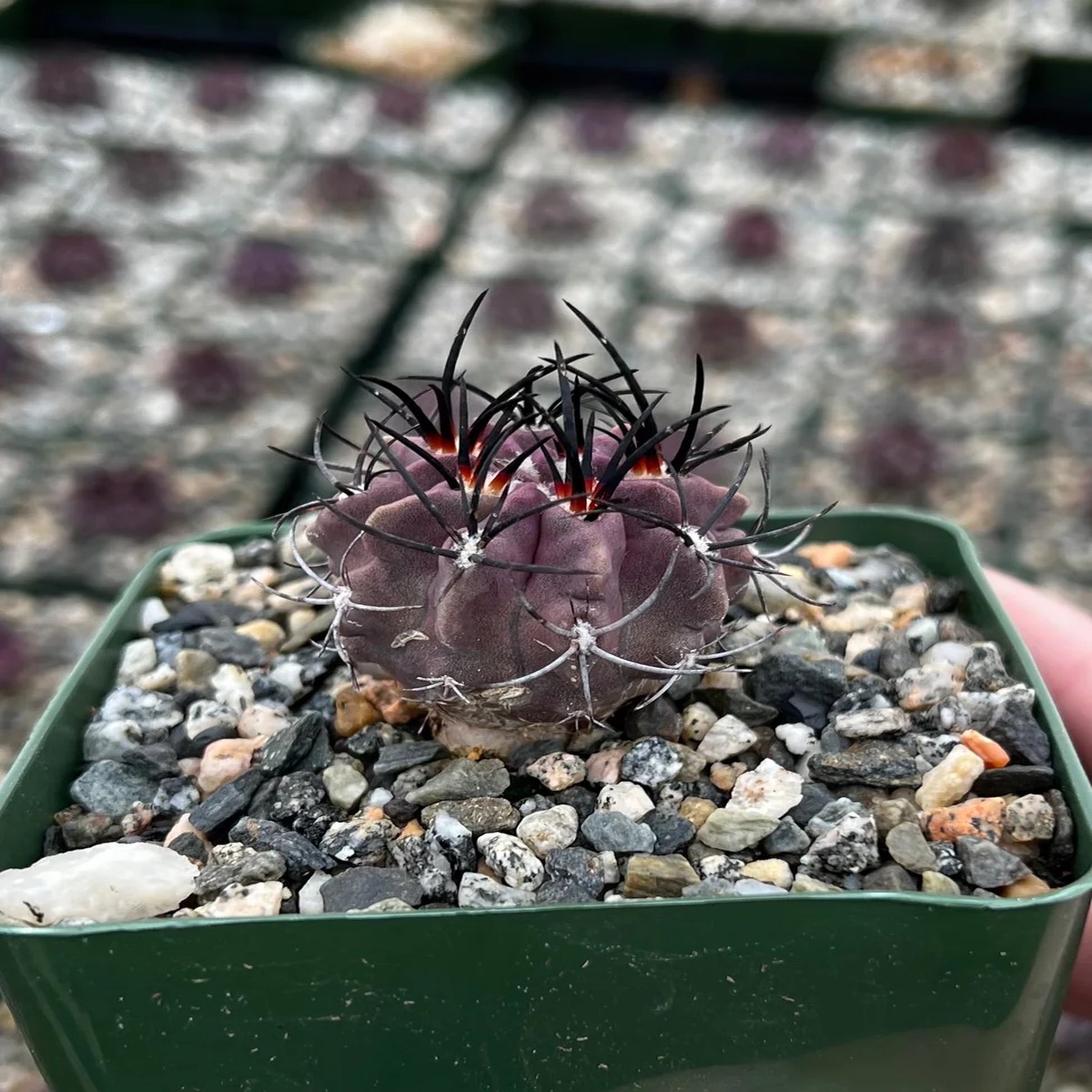 Purple Cactus Neochilenia Jussieui Live Plant - Rare Succulent in 3.5 Pot