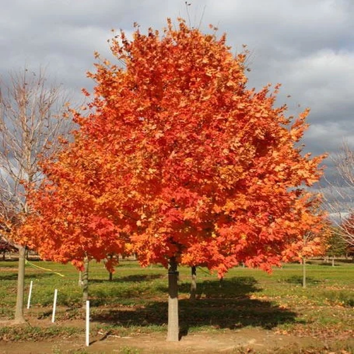 Sugar Maple Live Plant Acer saccharum Quart Pot Vibrant Fall Color Shade Tree Outdoor