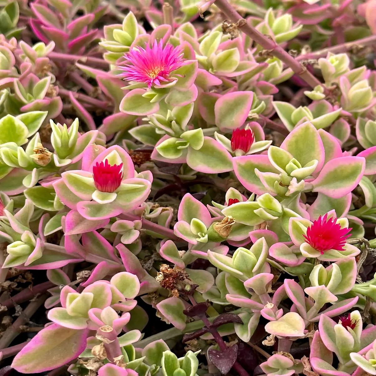 Variegated Baby Sun Rose Live Plant - Pink Succulent in 2 inch or 4 inch Pot