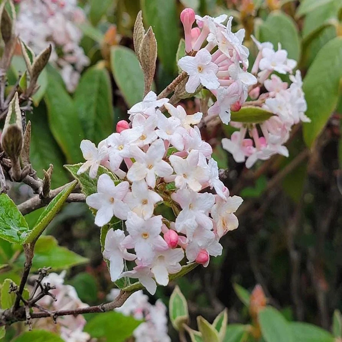 Juddi Viburnum Live Plant - Fragrant Deciduous Shrub - 6-12 Tall in 3 Pot