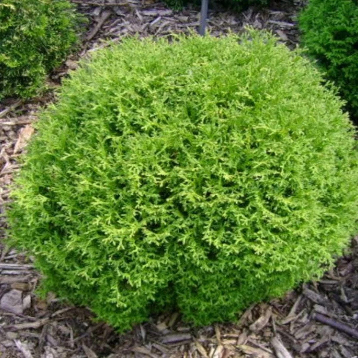 Mr. Bowling Ball Arborvitae Live Plant - 12-18 Tall - Gallon Pot - Thuja occidentalis
