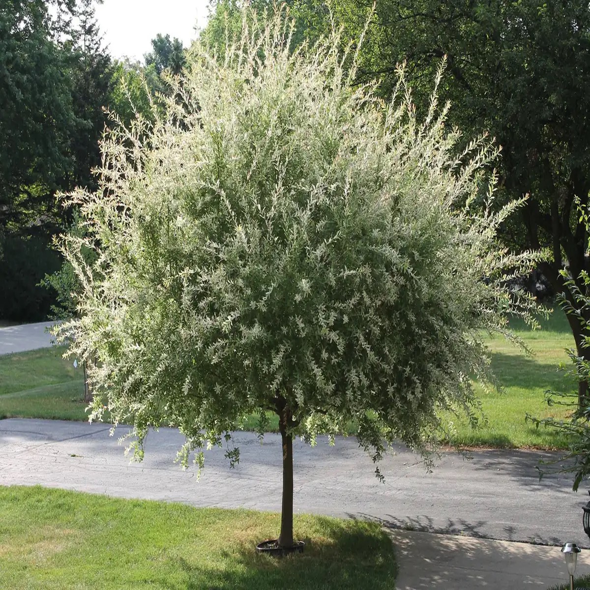 Nishiki Willow Live Plant - Variegated Dappled Willow Shrub - 1 Quart Pot