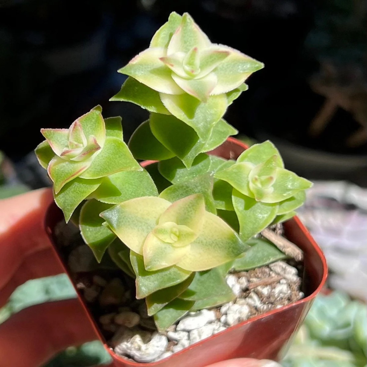 String of Buttons Succulent Live Plant Crassula perforata Rooted in 2 Pot Indoor