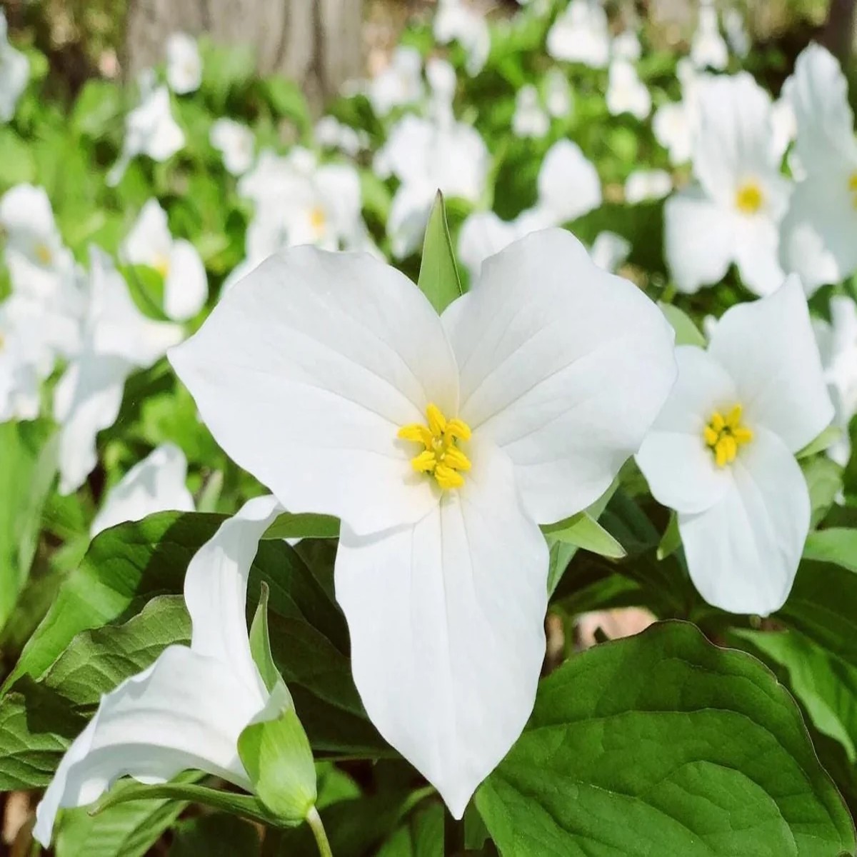 10 White Trillium Bulbs - Three-Petaled Perennial Plant for Shade Gardens