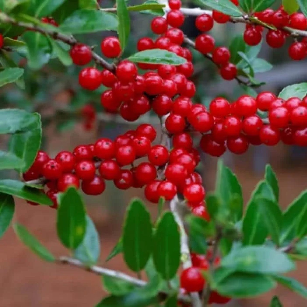 Castle Spire Blue Holly - Ilex - 4 Pot - Proven Winners