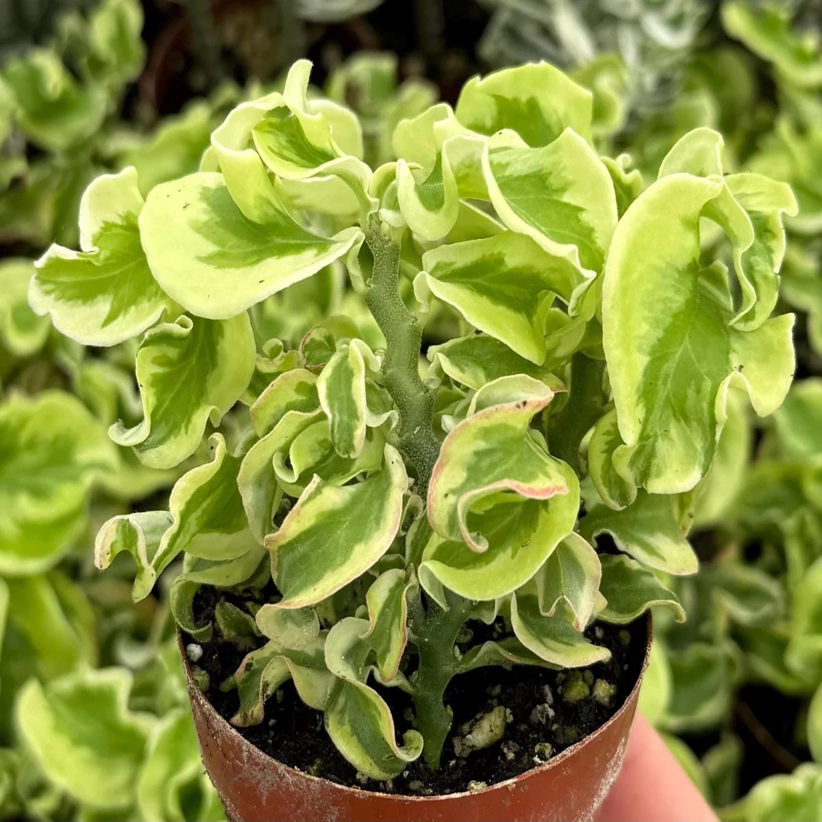Curly Devil's Backbone Variegated Succulent Live Plant | 3 Inch Pot | Pedilanthus tithymaloides Nana Variegata'