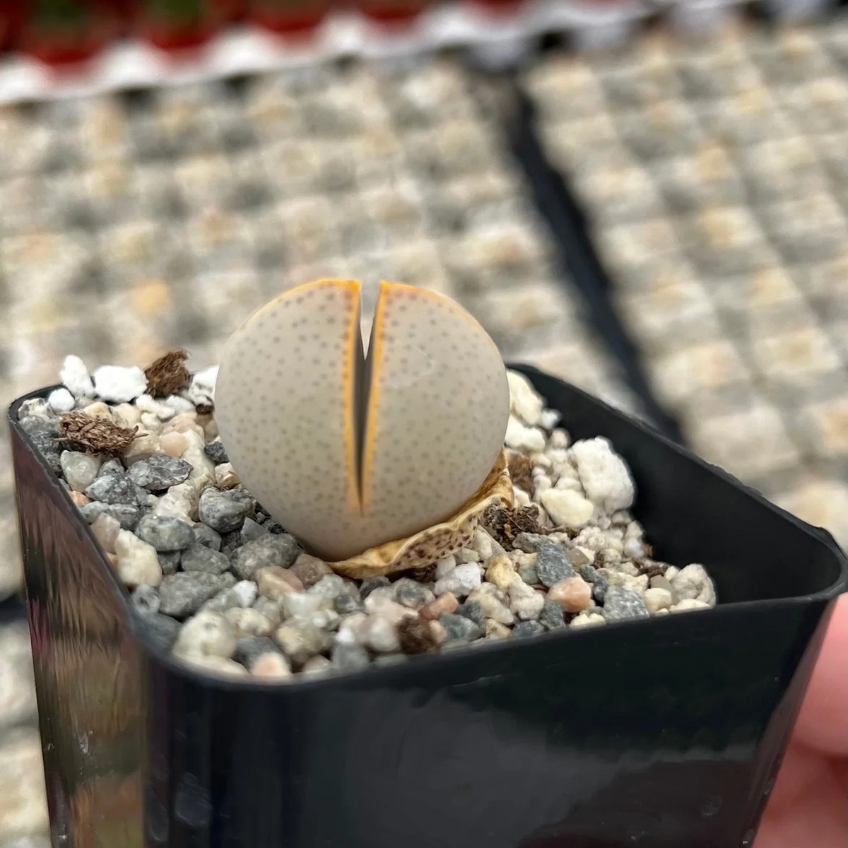 Dinteranthus Wilmotianus Lithop Live Plant - Rare Living Stone Succulent in 2 in Pot