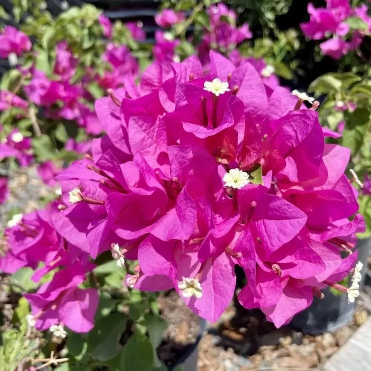 Helen Bougainvillea Starter Plants - 2-Pack Live Vine, 4-10 Tall - Hardy Flower