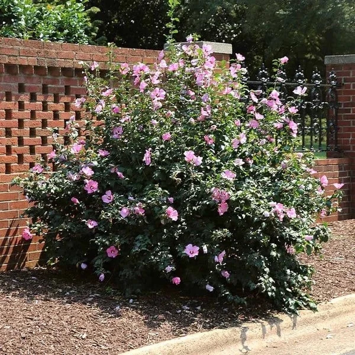 Minerva Rose of Sharon Live Plant Hibiscus syriacus, Quart Pot, 1-2 ft Tall, Outdoor Shrub