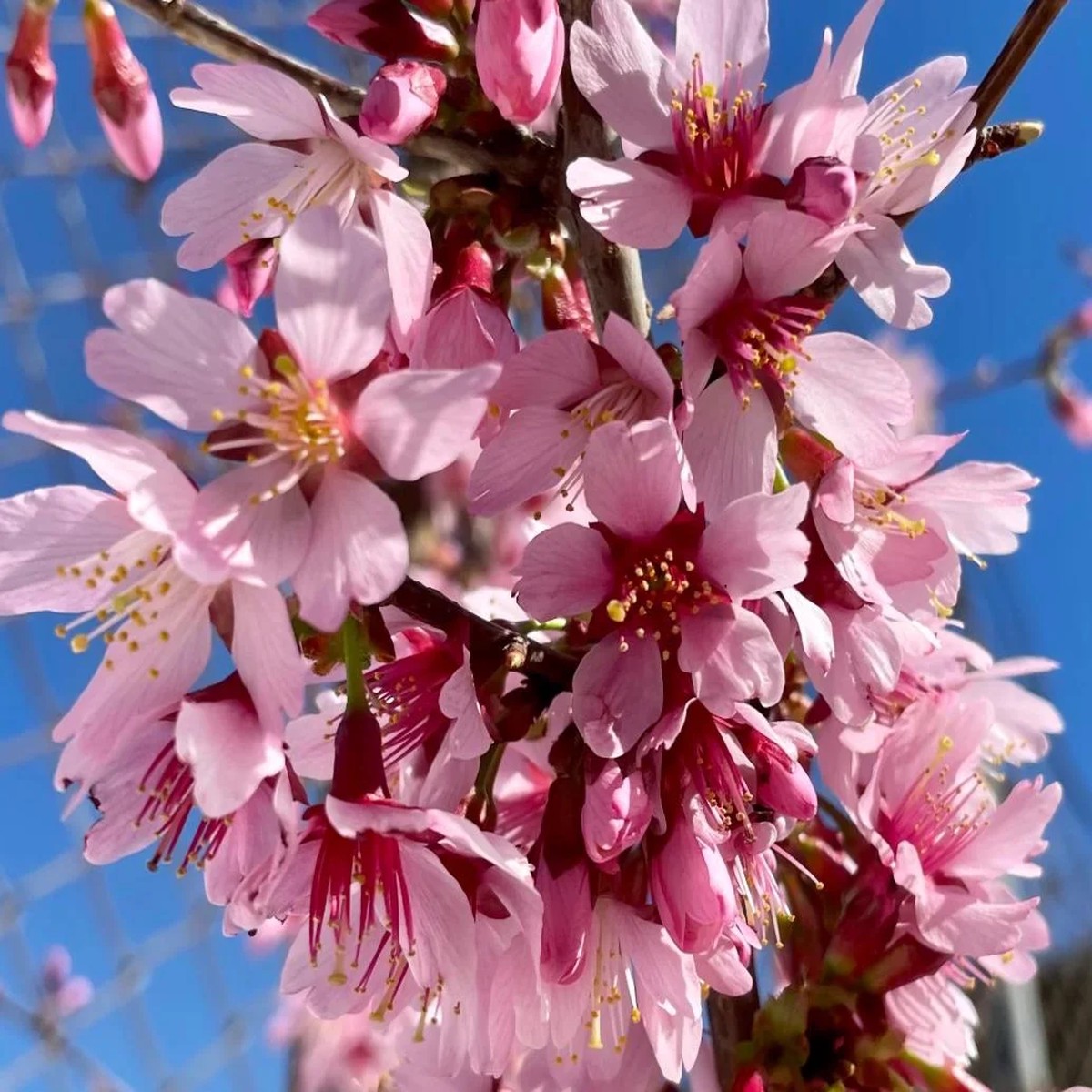 Okame Flowering Cherry Live Plant - 6-12 Tall - 3 Pot - Light Pink Blooms