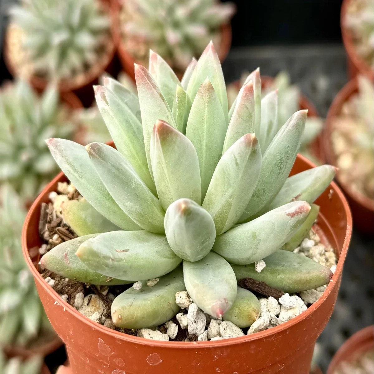 Pachyphytum Compactum Live Succulent Plant - Little Jewel, 2-4 inch Pot
