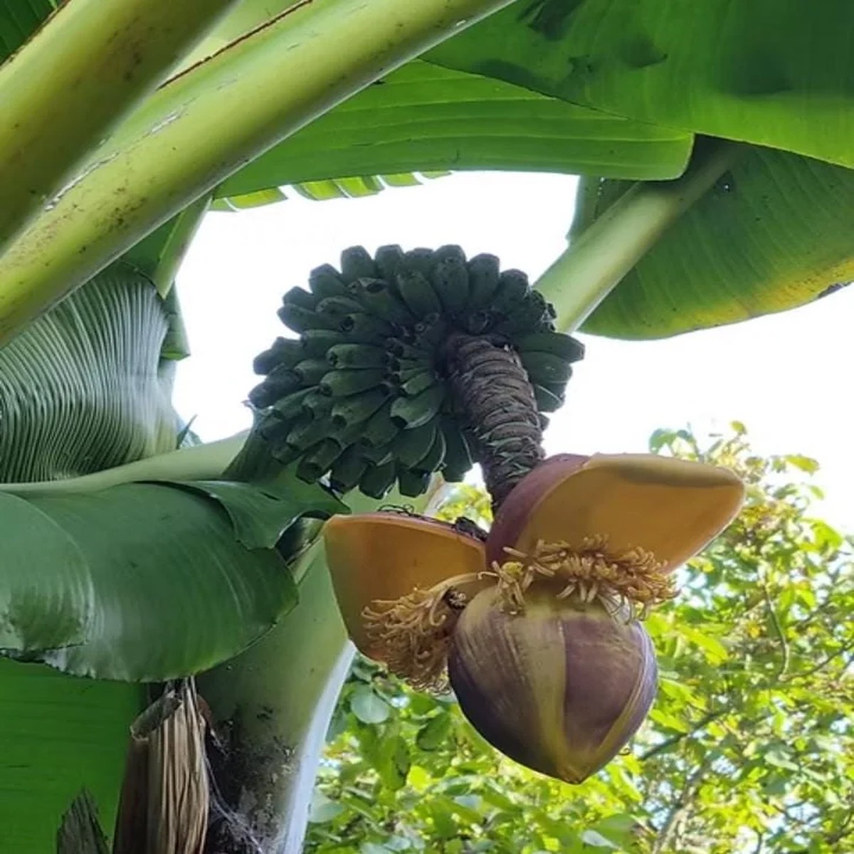 Set of 2 Basjoo Banana Live Plants - 6-10 Tall Starter Plants for Outdoor & Indoor