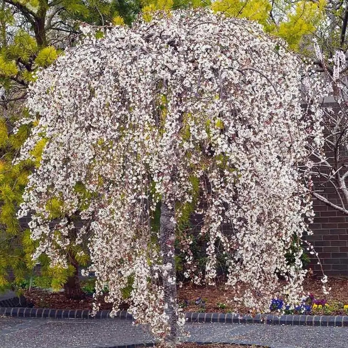 Weeping Yoshino Cherry Tree - Live Plant - 10-12 Tall Sapling - 2.5 Pot - Outdoor Ornamental