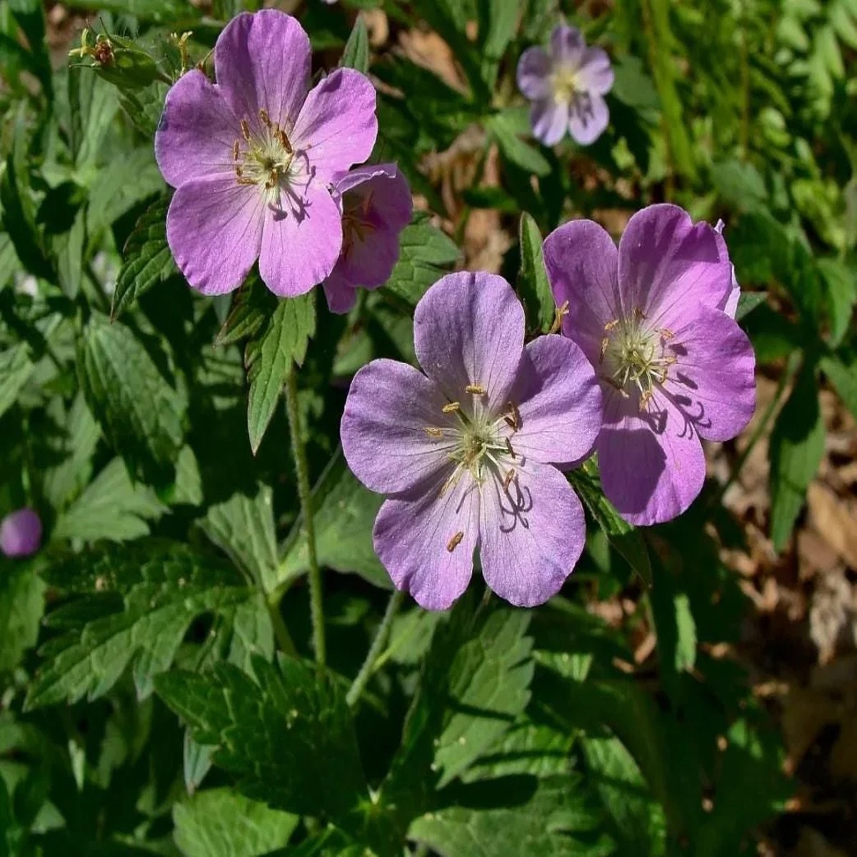 Wild Geranium Live Bareroots - Geranium Maculatum - Hardy Perennial Lavender Flowers Plant