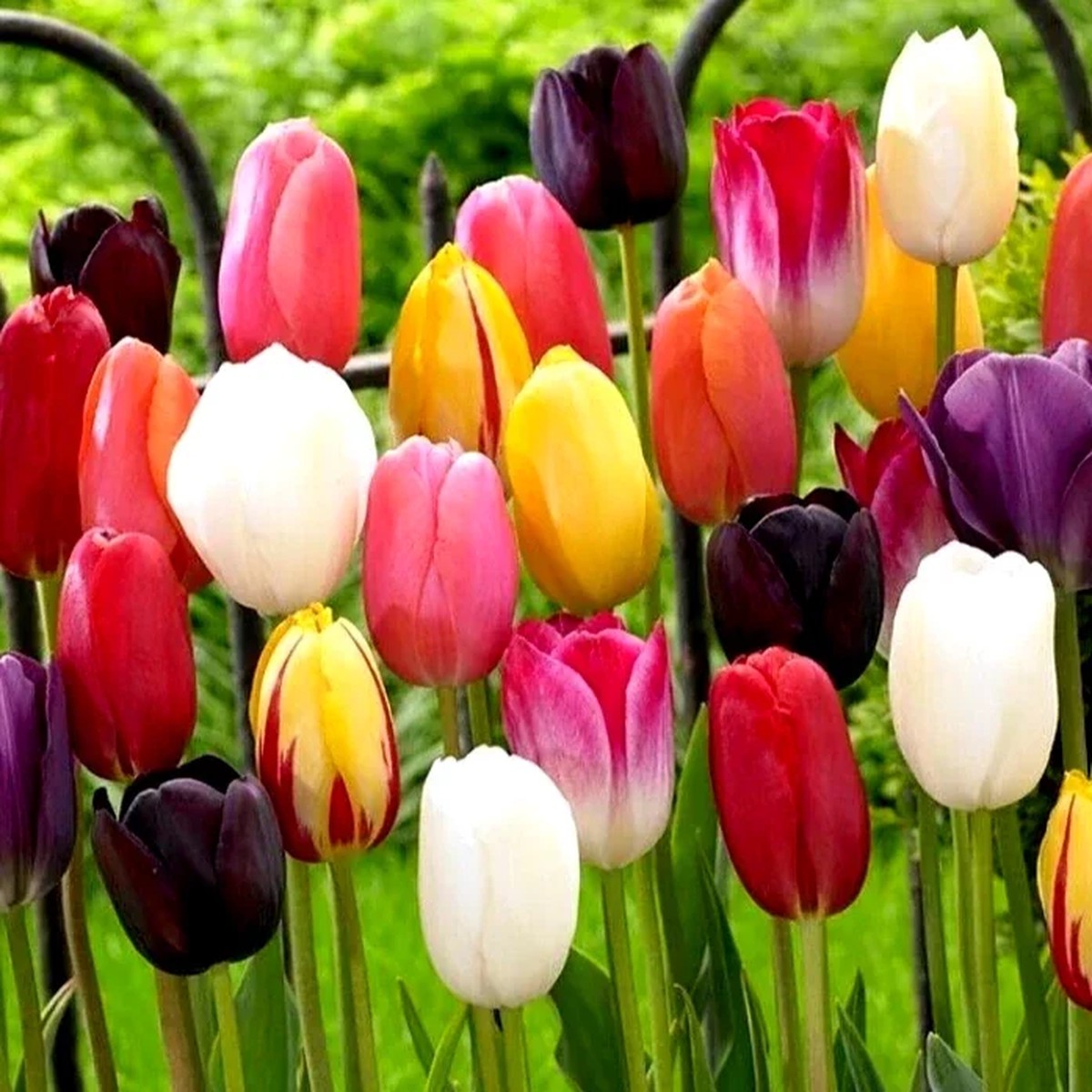 20 Mixed Tulip Flower Bulbs - Perennial Spring Garden Flowers, Pre-Chilled