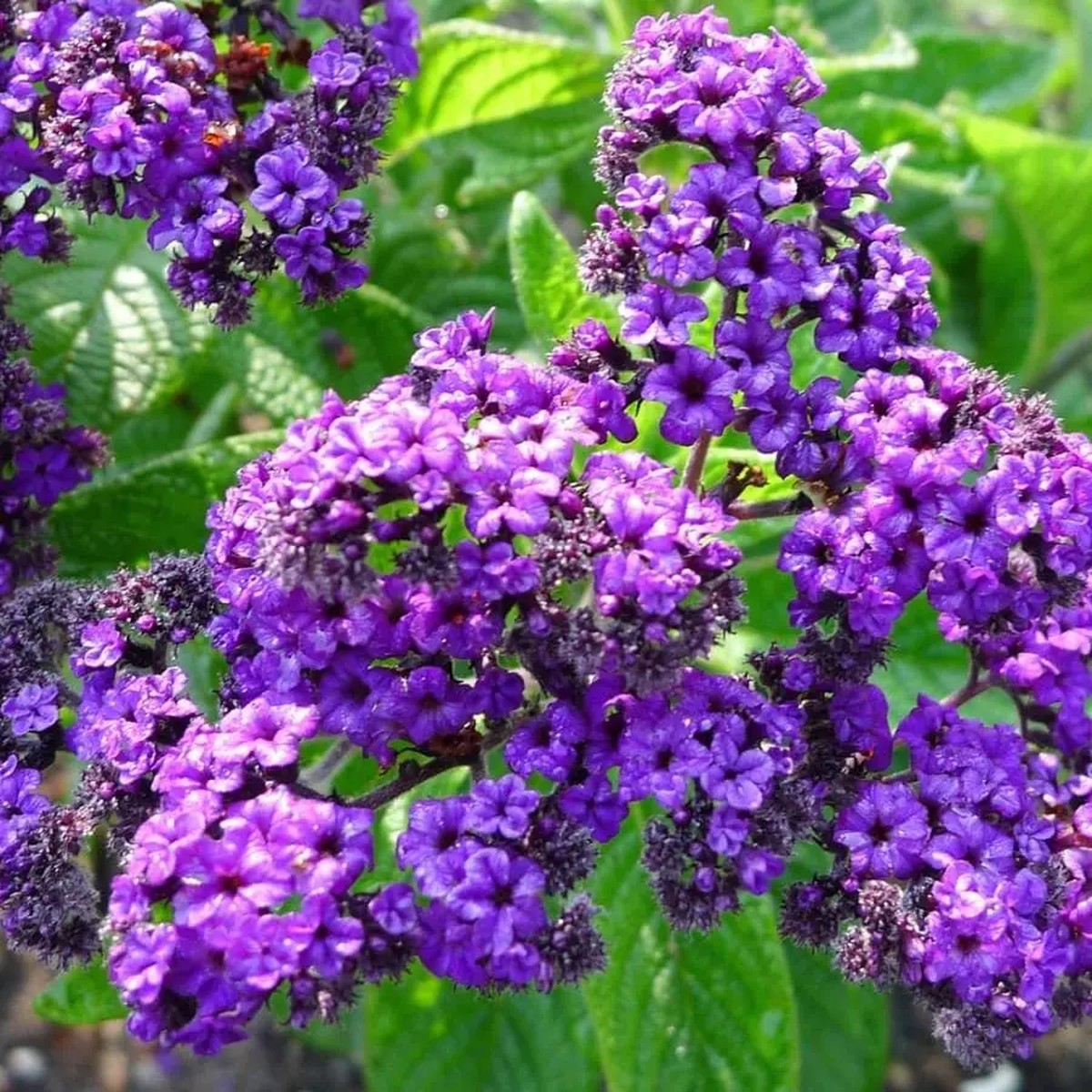 Heliotrope Fragrant Delight Live Plants - Set of 2, 3-6 Tall, Violet Fragrant Flowers