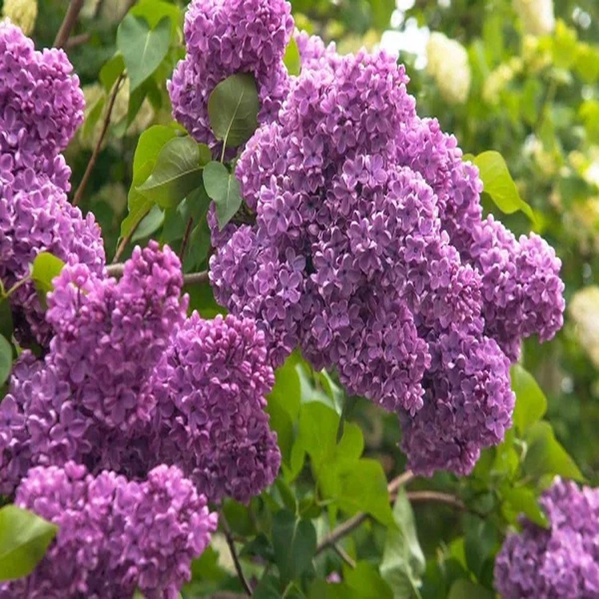 Lilac Live Bush - Fragrant Purple Flowers, Outdoor Shrub, 1 Plant