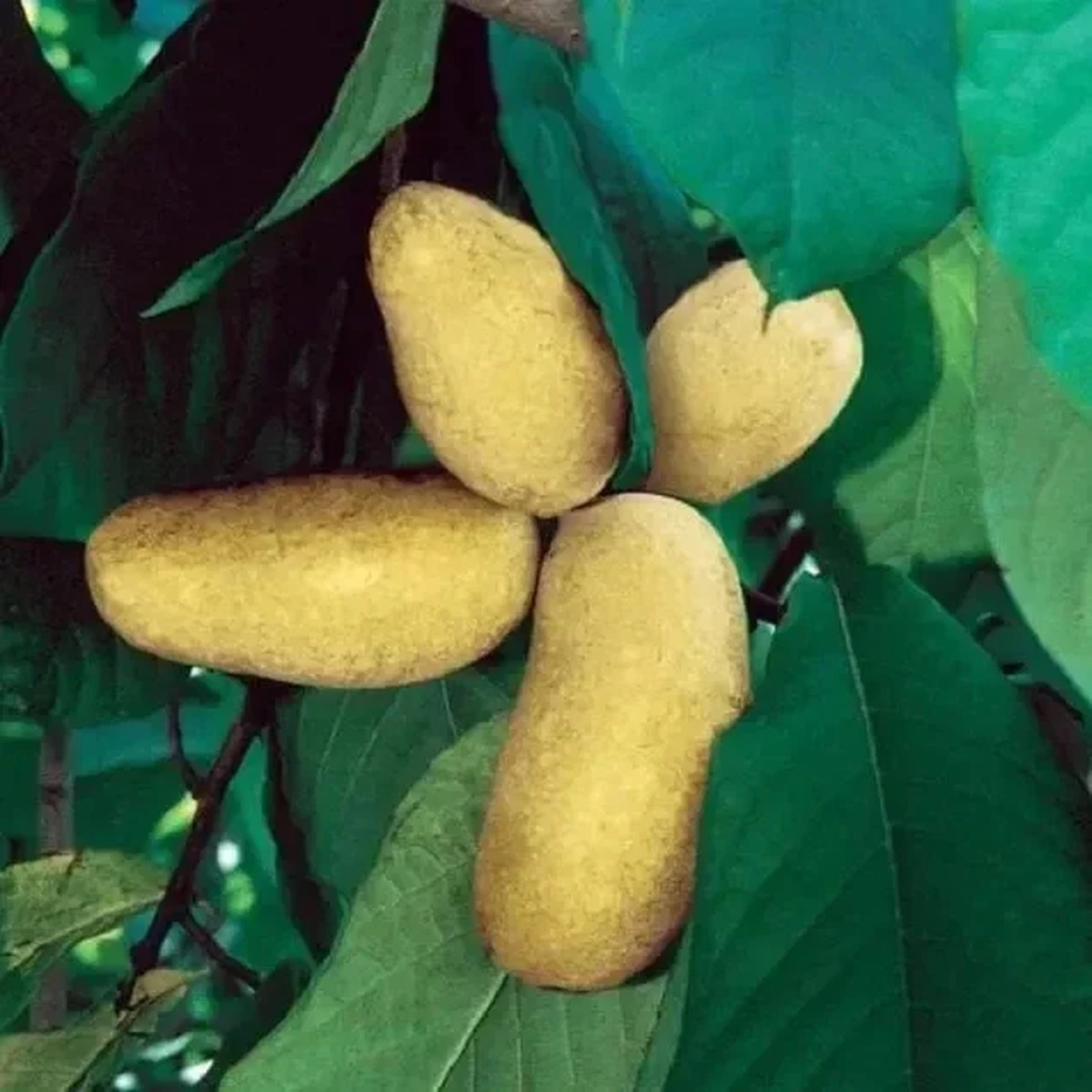 Mango Pawpaw Live Plant (Asimina triloba) - 1.5 ft Tall Well-Rooted Fruit Tree