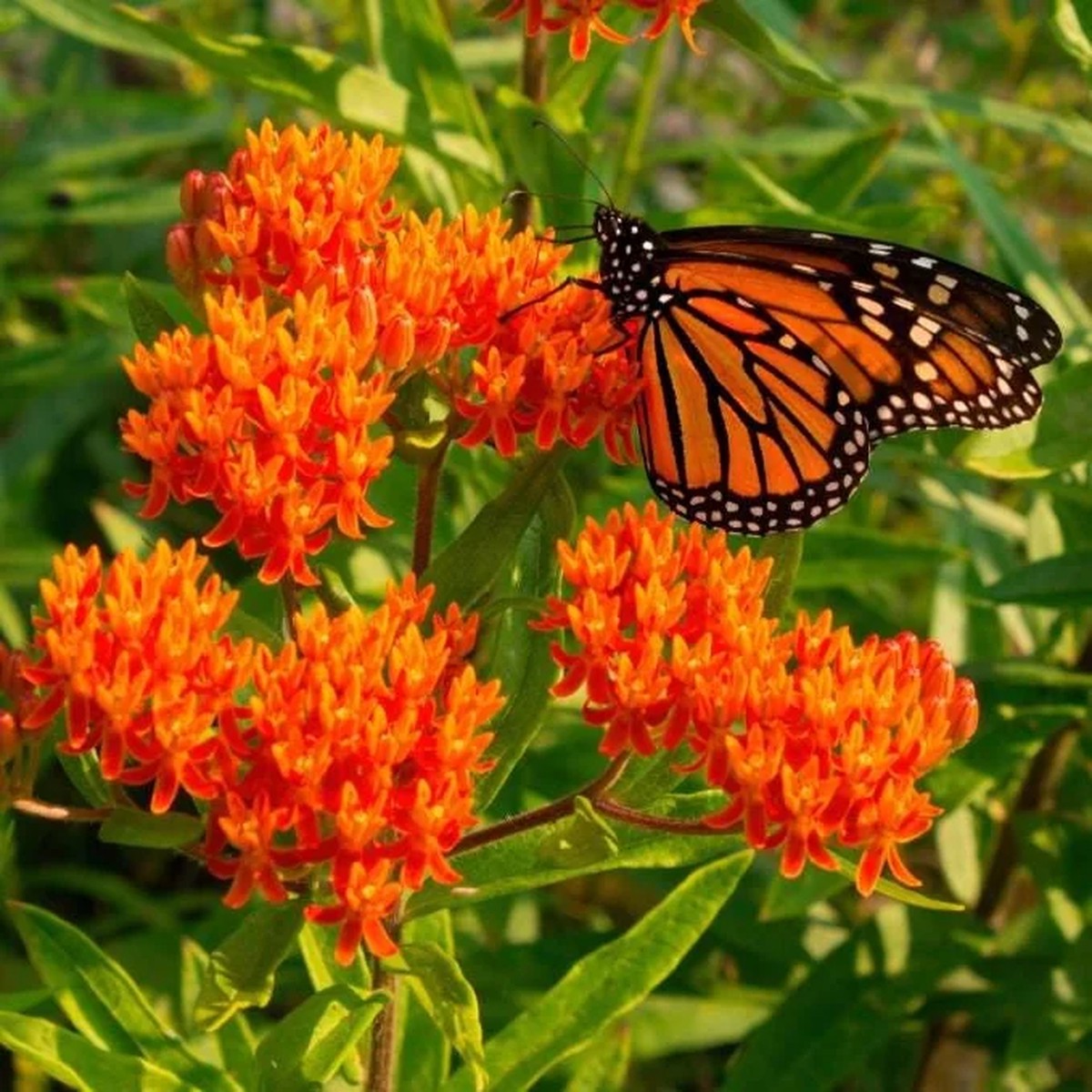 Orange Milkweed Live Starter Plant (2-Pack) - 4-8 Tall - Attracts Monarch Butterflies