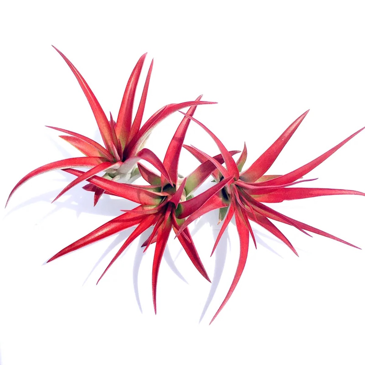 Abdita Air Plant Live Plant - Red Tillandsia Multiflora, Easy Care, 4 Inch Tall