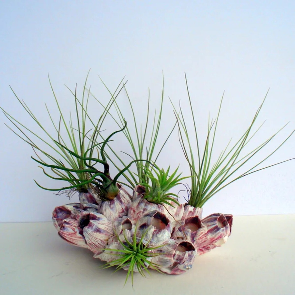 Air Plant Barnacle Planter Live Tillandsia Indoor Decor 7-9 Inch