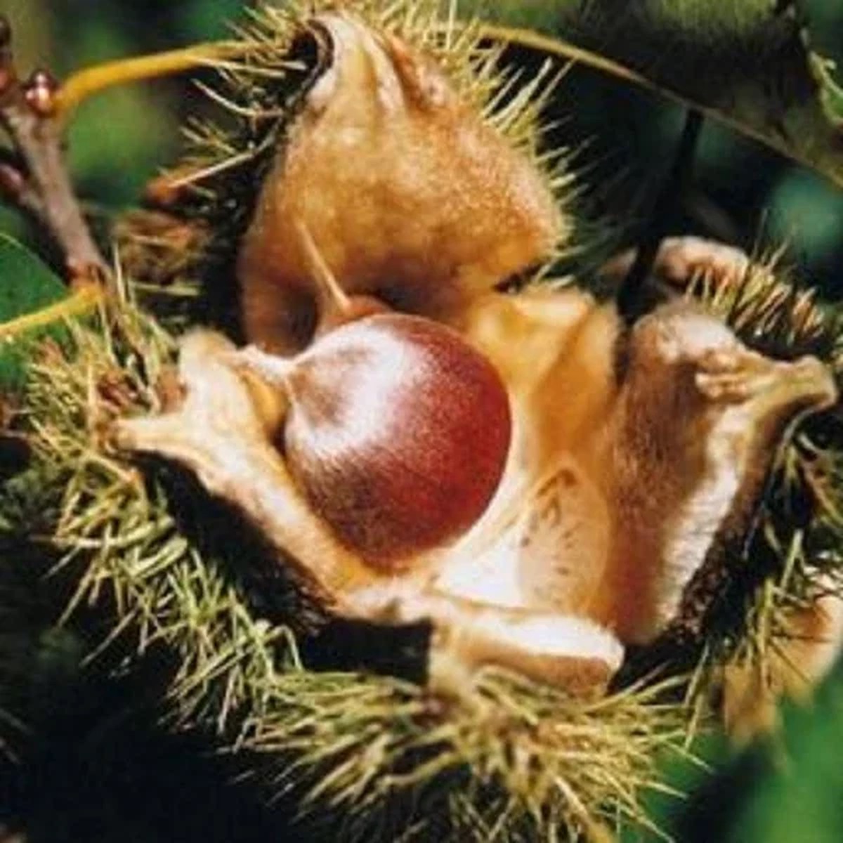 Chestnut Live Plant - Castanea dentata Seedling - Up to 1-3ft Tall - Outdoor Tree
