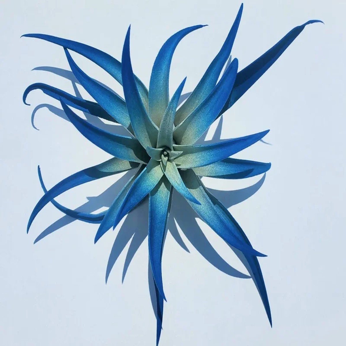 Indigo Dark Blue Air Plant Tillandsia Live Plant - 4-6 inches, Indoor