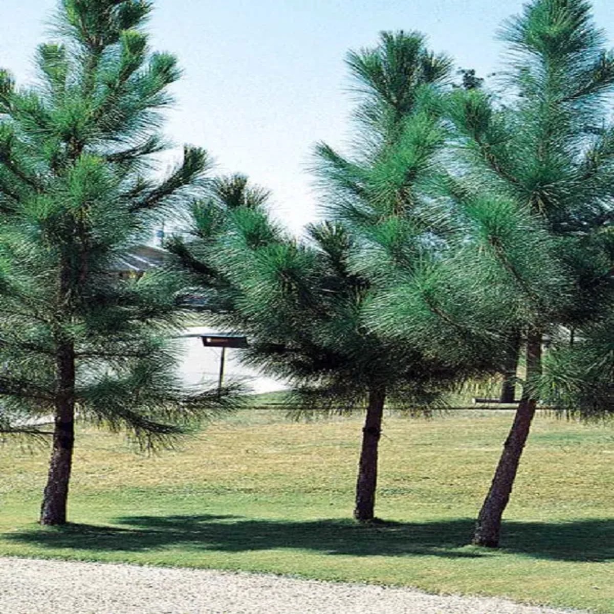 Loblolly Pine Live Plant, Pinus taeda, up to 10 inches Tall, Outdoor Tree