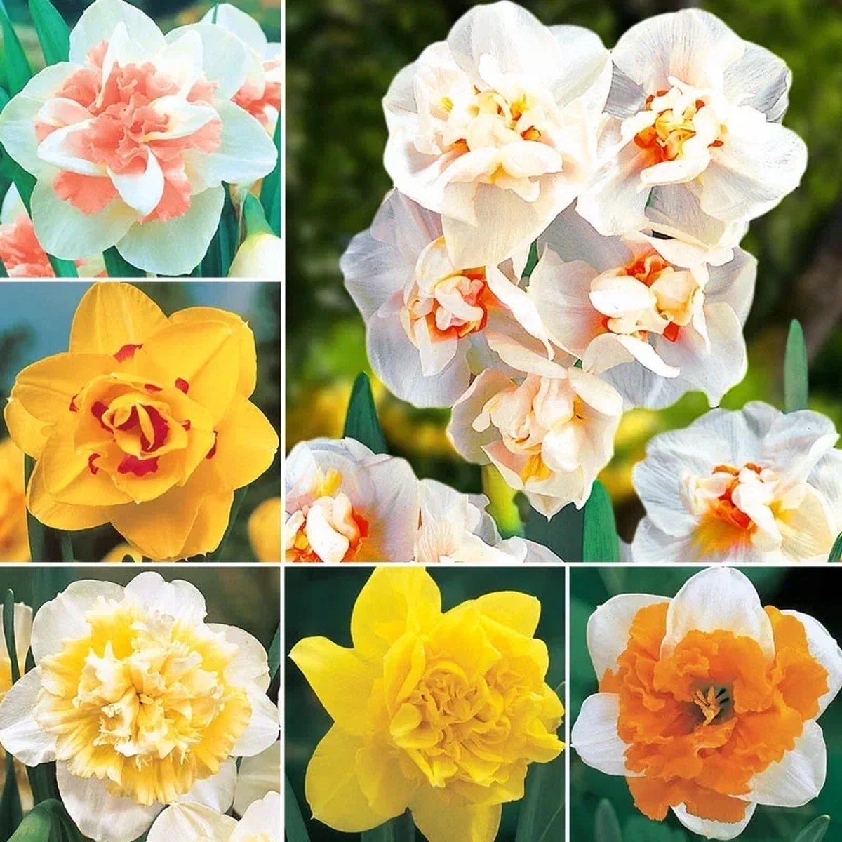 Mixed Double Daffodil Flower Bulbs - 8 Count - Gold, Orange, Pink, White, Yellow - Perennial