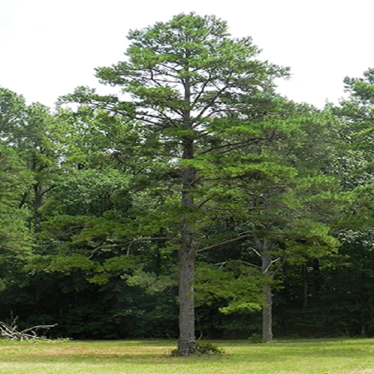 Short Needle Pine Tree Live Plant Well Rooted Starter Up to 10 Inches Tall Outdoor Evergreen